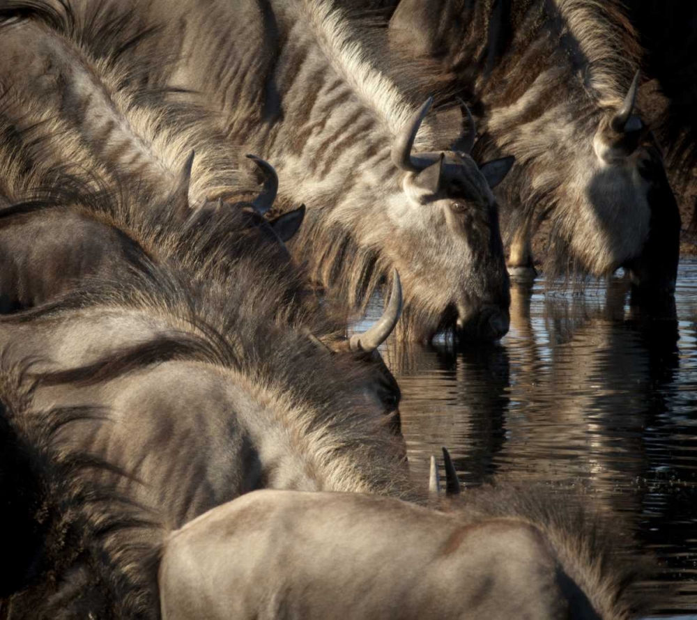 Namibia, Etosha NP Blue wildebeests drinking